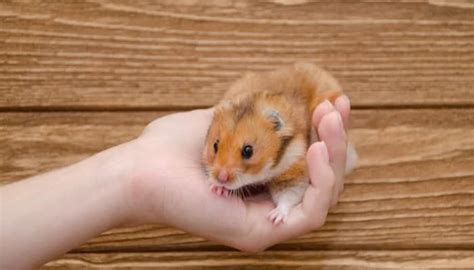 Do hamsters pee when they get scared?