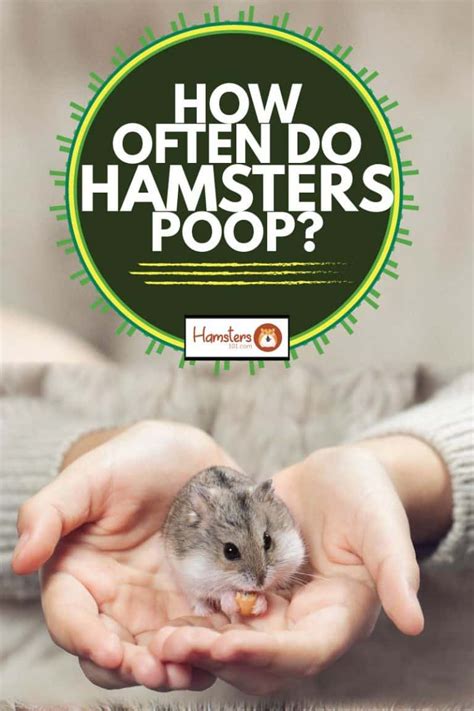 Do hamsters poop when they're stressed?