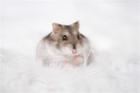 Do hamsters prefer cold or hot?