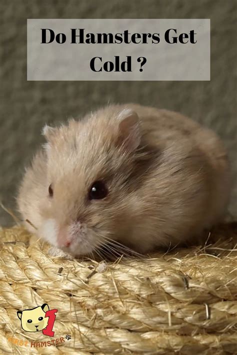 Do hamsters prefer hot or cold?