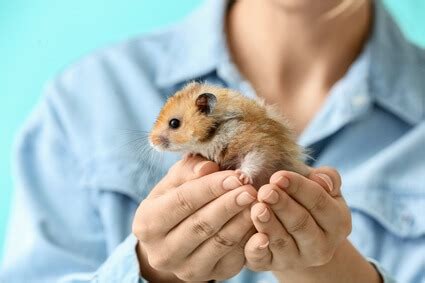 Do hamsters recognize faces?