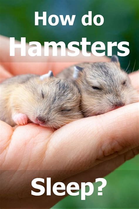 Do hamsters sleep hard?