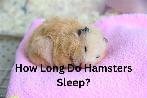 Do hamsters sleep longer in summer?