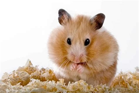 Do hamsters smell?