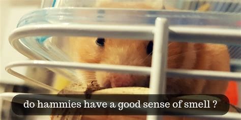 Do hamsters smell nice?