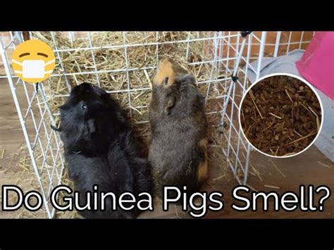 Do hamsters smell worse than guinea pigs?