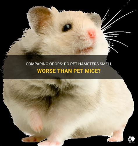 Do hamsters smell worse than rats?