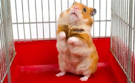 Do hamsters squeak when happy?