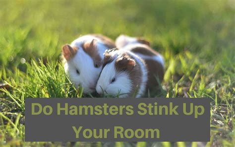 Do hamsters stink up a room?