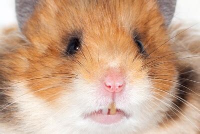 Do hamsters teeth never stop growing?