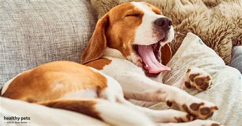 Do happy dogs sleep a lot?