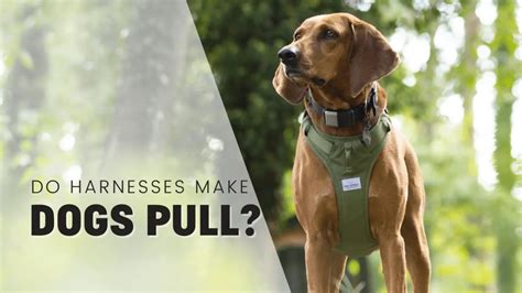 Do harnesses make dogs pull harder?