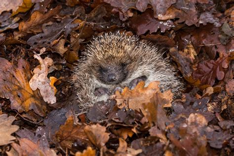 Do hedgehogs hibernate?