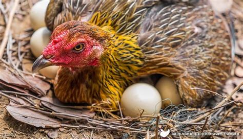 Do hens protect unfertilized eggs?