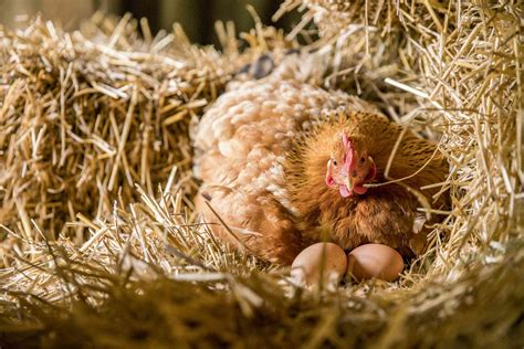 Do hens sit on their eggs at night?