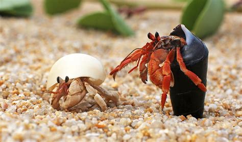 Do hermit crabs always get along?