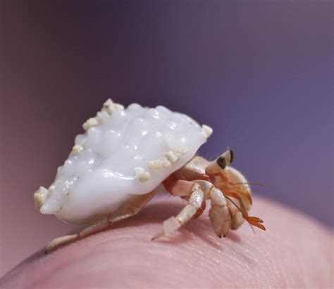 Do hermit crabs change shells before or after molting?
