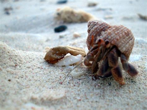 Do hermit crabs come out of shell when dead?
