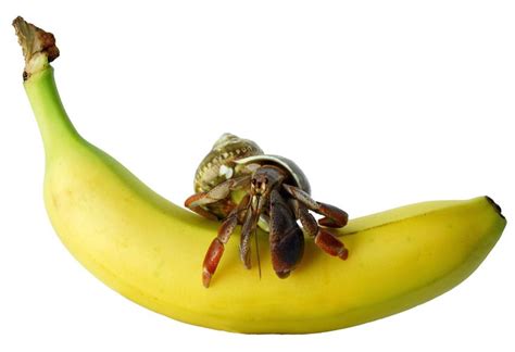 Do hermit crabs eat banana?