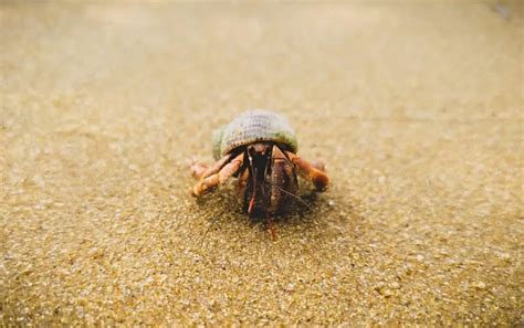 Do hermit crabs eat bread?