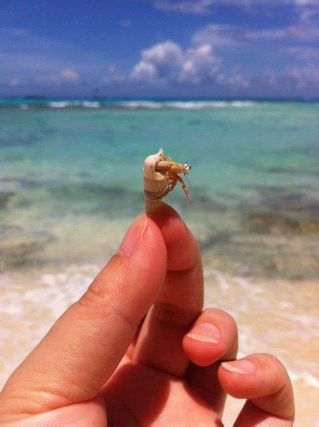 Do hermit crabs eat cork?