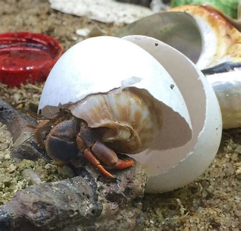 Do hermit crabs eat eggshells?