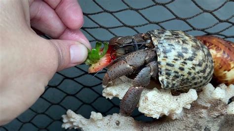 Do hermit crabs eat leaf?