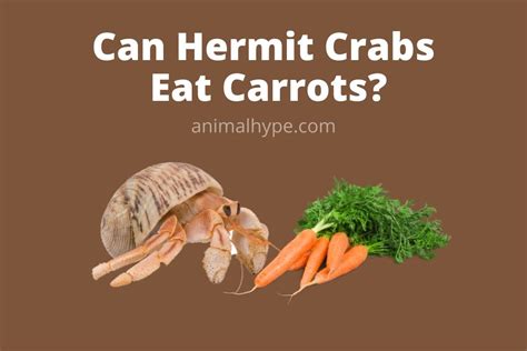 Do hermit crabs eat raw carrots?