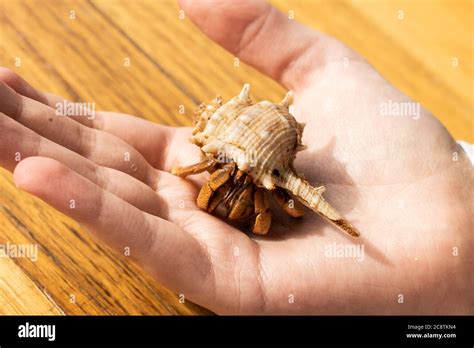 Do hermit crabs enjoy being held?