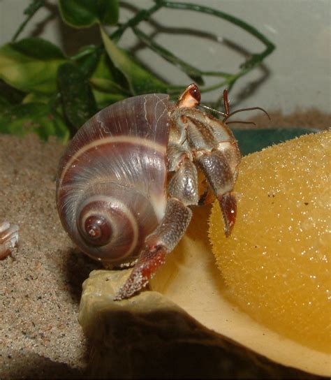 Do hermit crabs fall apart when they die?