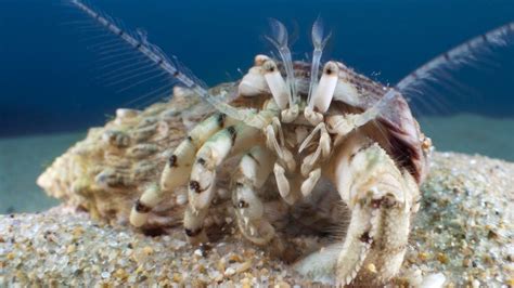Do hermit crabs feel pain?