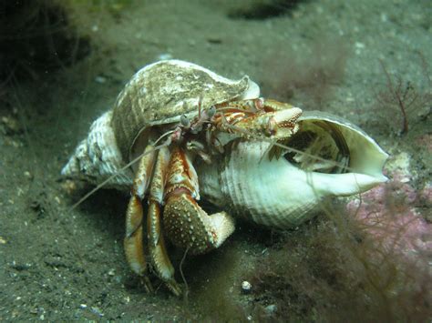 Do hermit crabs fight over food?