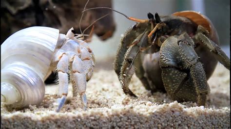 Do hermit crabs fight over shells?