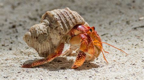 Do hermit crabs get attached to their owners?