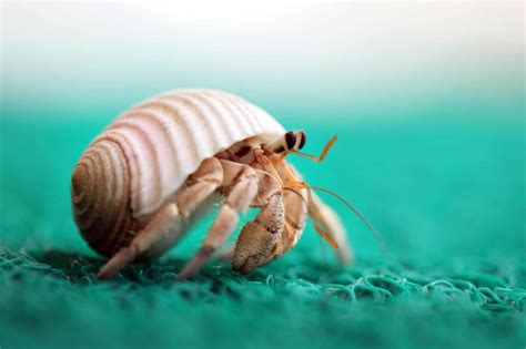 Do hermit crabs go into shock?