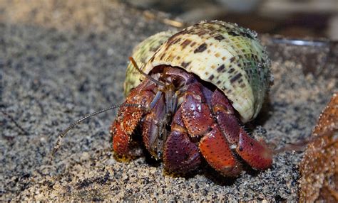 Do hermit crabs grow back?