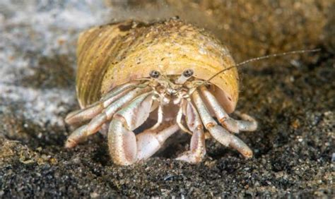 Do hermit crabs have emotions?