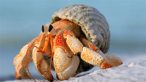 Do hermit crabs have eyes?