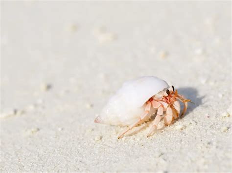 Do hermit crabs hibernate?