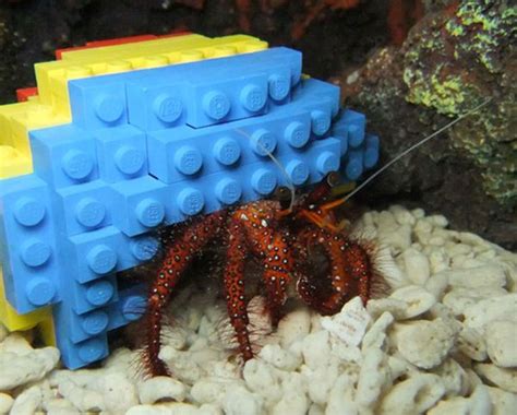 Do hermit crabs like Legos?