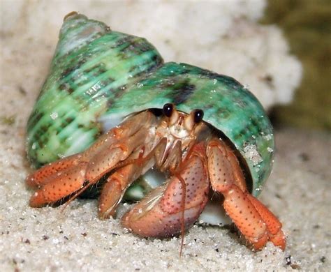 Do hermit crabs like affection?