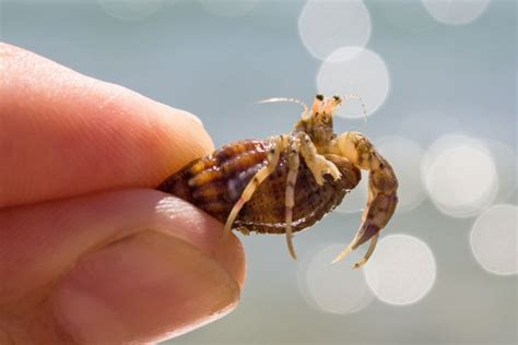 Do hermit crabs like being held?