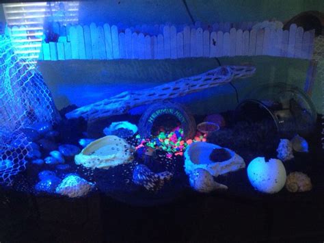 Do hermit crabs like blue light?