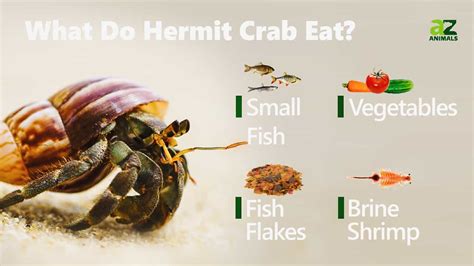 Do hermit crabs like bread?