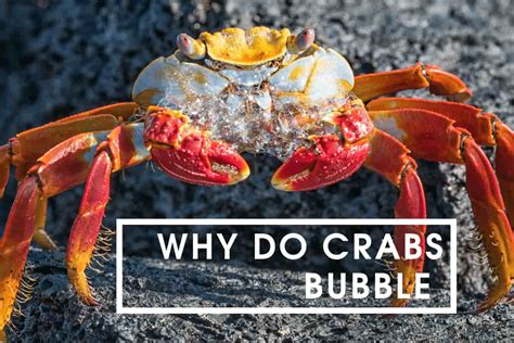 Do hermit crabs like bubbles?