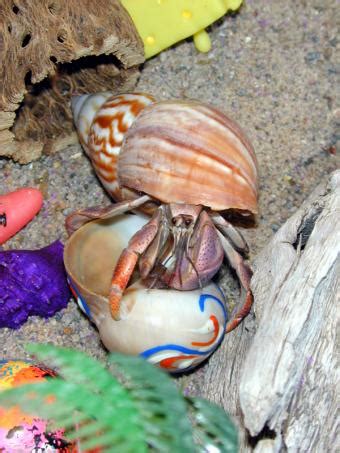 Do hermit crabs like dark places?