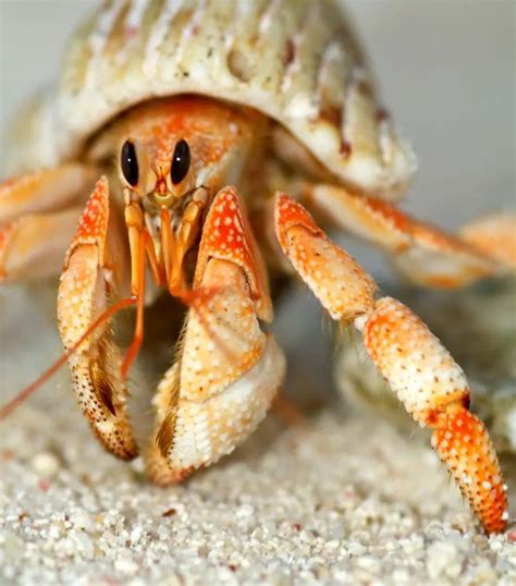 Do hermit crabs like human interaction?