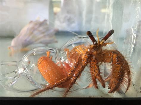 Do hermit crabs like mirrors?