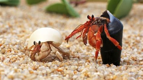 Do hermit crabs like mold?