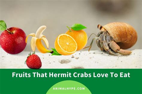 Do hermit crabs like sweets?